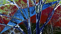 Winter Shadows on New Snow and Wind in the Old Oak Tree time-lapse film 20180204