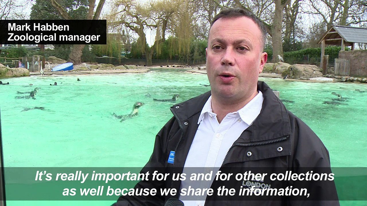 Two-by-two? London Zoo counts its animals in annual stocktake