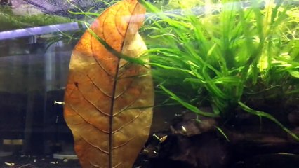 Indian Almond (Catappa) Leaves in an Aquarium - Shrimp Saturday