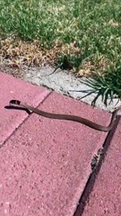 Baby Eastern Brown Snake Behind School Gym