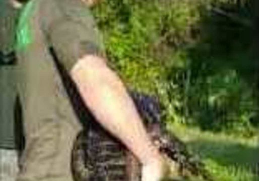 Alligator Discovered in Boca Raton Family's Swimming Pool