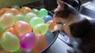(4) Cats VS Balloons  Funny Cats Playing With Balloons [Funny Pets] -