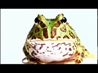 Evolution of Communication HD