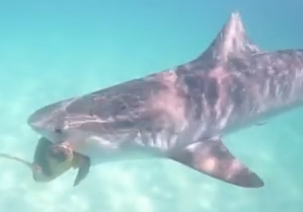 Loggerhead Turtle Gets Into a Tangle With Tiger Shark