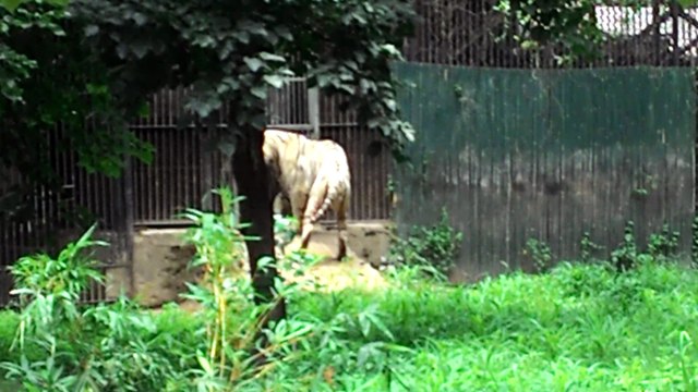 Delhi Zoo (National Zoological Part) Delhi