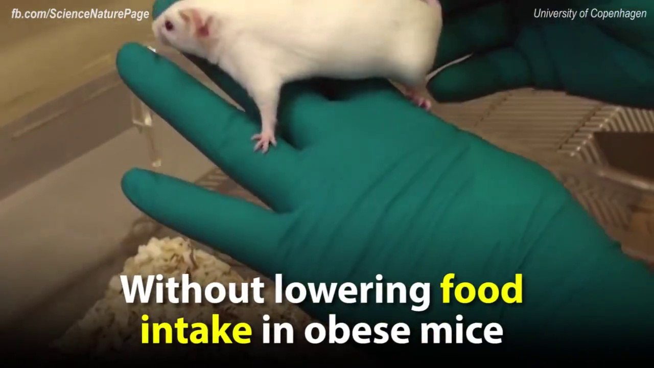 New drug could help you burn fat without exercise or suppressing your appetite