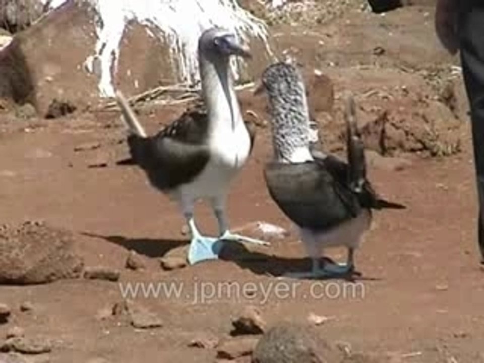 Galapagos Islands travel: Brief blue