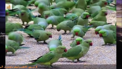 آلاف الببغاوات تأتي يوميا أمام بيت رجل هندي ويطعمها كلها تم تروح !! مشهد روووعة لا يفوتك