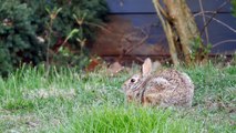 Eastern Cottontail Rabbit (Video for dogs and cats to watch.)