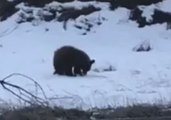 Bear Spotted Foraging for Food Along Missoula Highway