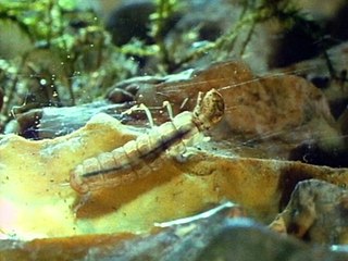 BBC The Living Planet 08of12 Sweet Fresh Water