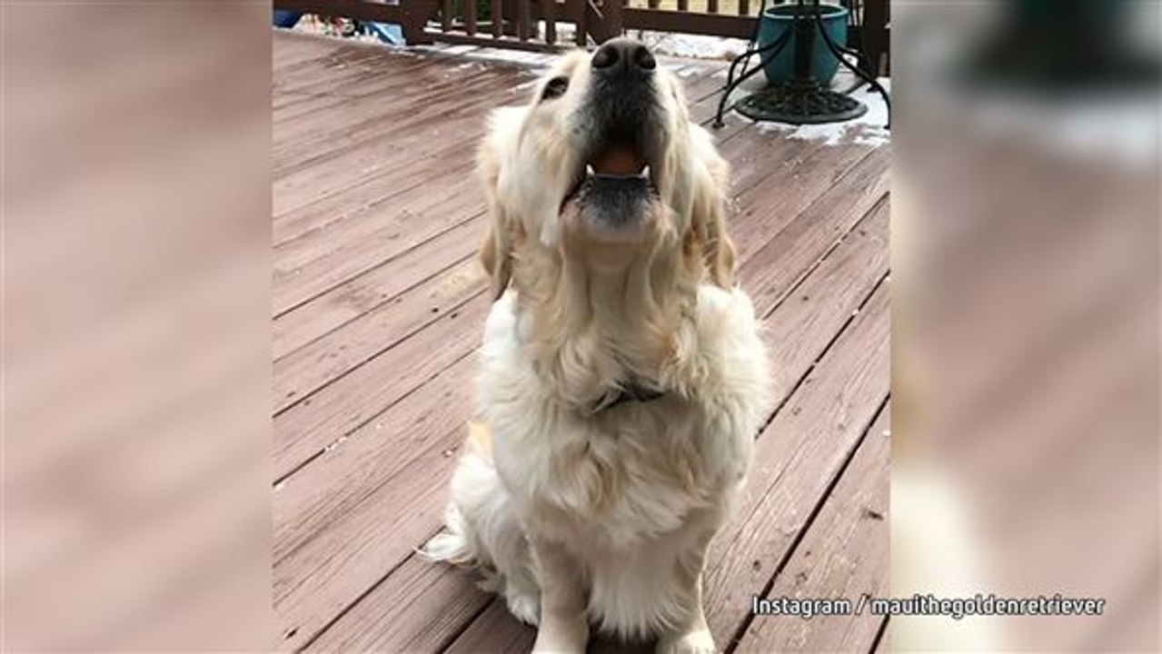 Besser als Tide Pods: Hunde machen Eier-Challenge