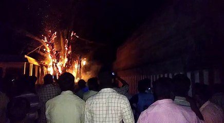 பற்றி எரிந்த ஸ்தல விருட்ச மரம்-வீடியோ
