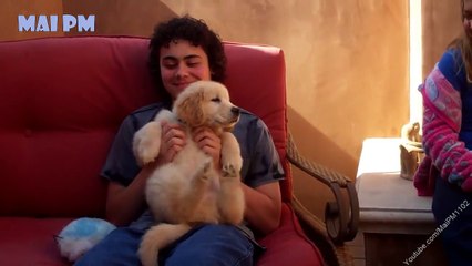 Best Of Cute Golden Retriever Puppies Compilation