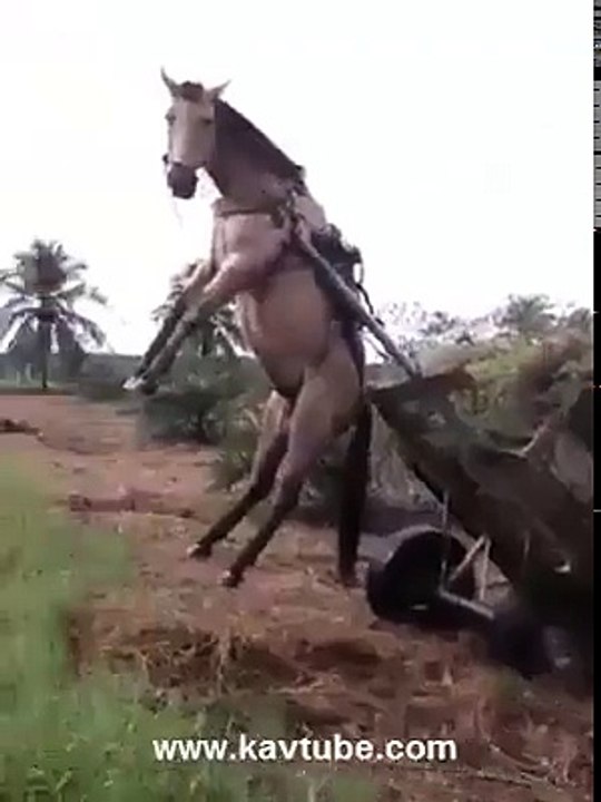 Pas cool pour le cheval!