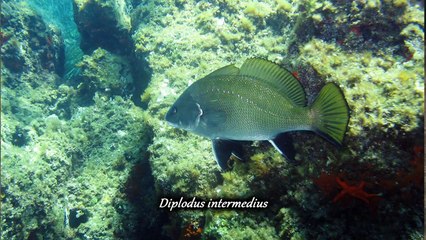 VADROUILLE 5  -  LES FALUNS DE BRETAGNE