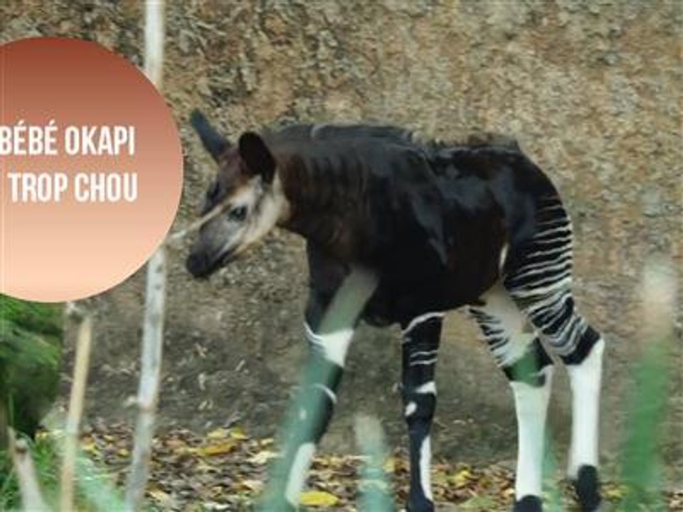 Naissance rare d'un bébé Okapi