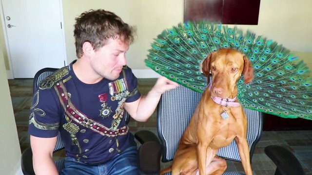 United Airlines Denies Emotional Support Peacock