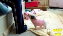 Micro PIGS Are The CUTEST Little PETS ! Funny Adorable Videos Vines Compilation 2017