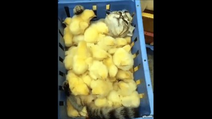 Ce chaton qui prend un bain de poussins va vous faire fondre
