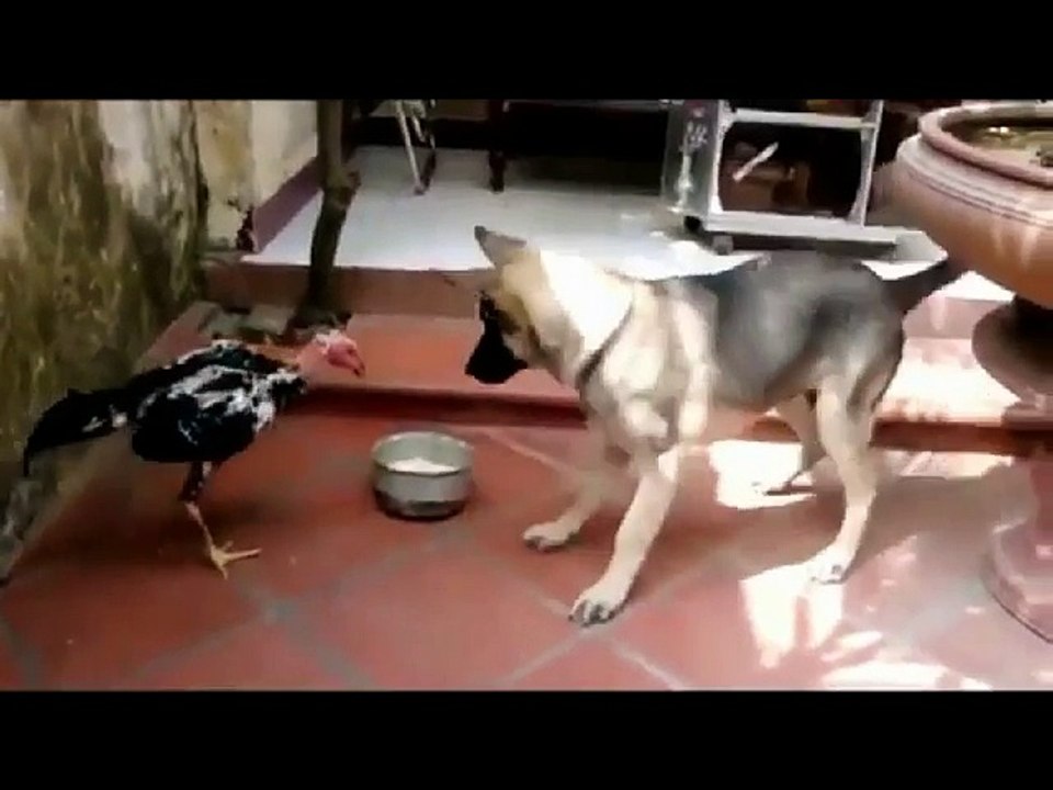animal fight - Cock vs Dog Viral Fight -Indian animal Funny Fight