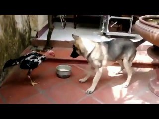 animal fight -  Viral Fight -Indian animal Funny Fight