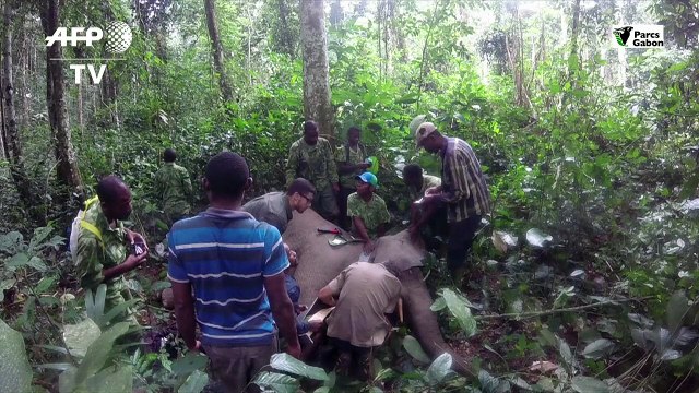 Au Gabon, des éléphants à collier contre les braconniers