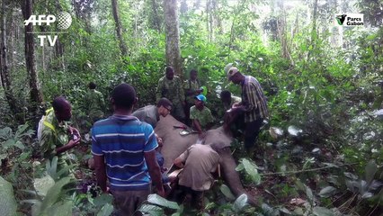 Au Gabon, des éléphants à collier contre les braconniers