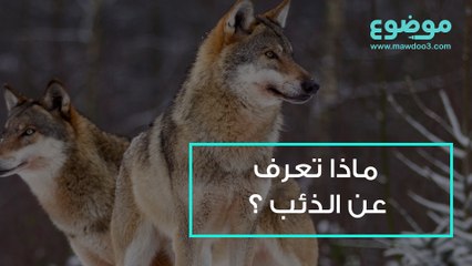 ماذا تعرف عن الذئب؟