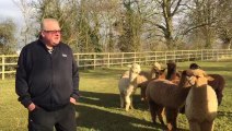 Hertfordshire Mercury_ Buntingford alpaca farm in 'shutdown' after animals left terrorised by hunt that 'lost control of large pack of dogs' 7Feb18 part 1