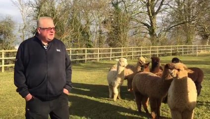 Hertfordshire Mercury_ Buntingford alpaca farm in 'shutdown' after animals left terrorised by hunt that 'lost control of large pack of dogs' 7Feb18 part 1