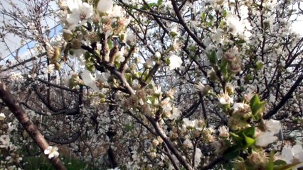 Erik ağaçları çiçek açtı - MERSİN