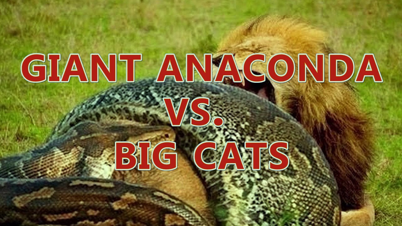 Lion vs Giant Anaconda - Crocodile vs Python | Most Amazing Attack of Animals