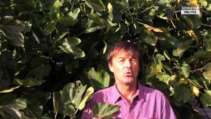 Nicolas Hulot accusé d’agressions sexuelles : il dément