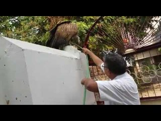 प्रोफेसर के घर का मेहमान बना गिद्ध जटायु