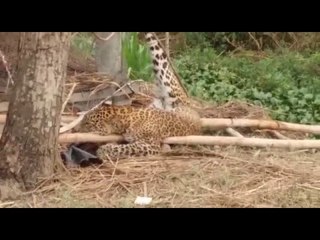 ग्रामीणों ने खटके में फंसाकर पेड़ से बांधा गुलदार