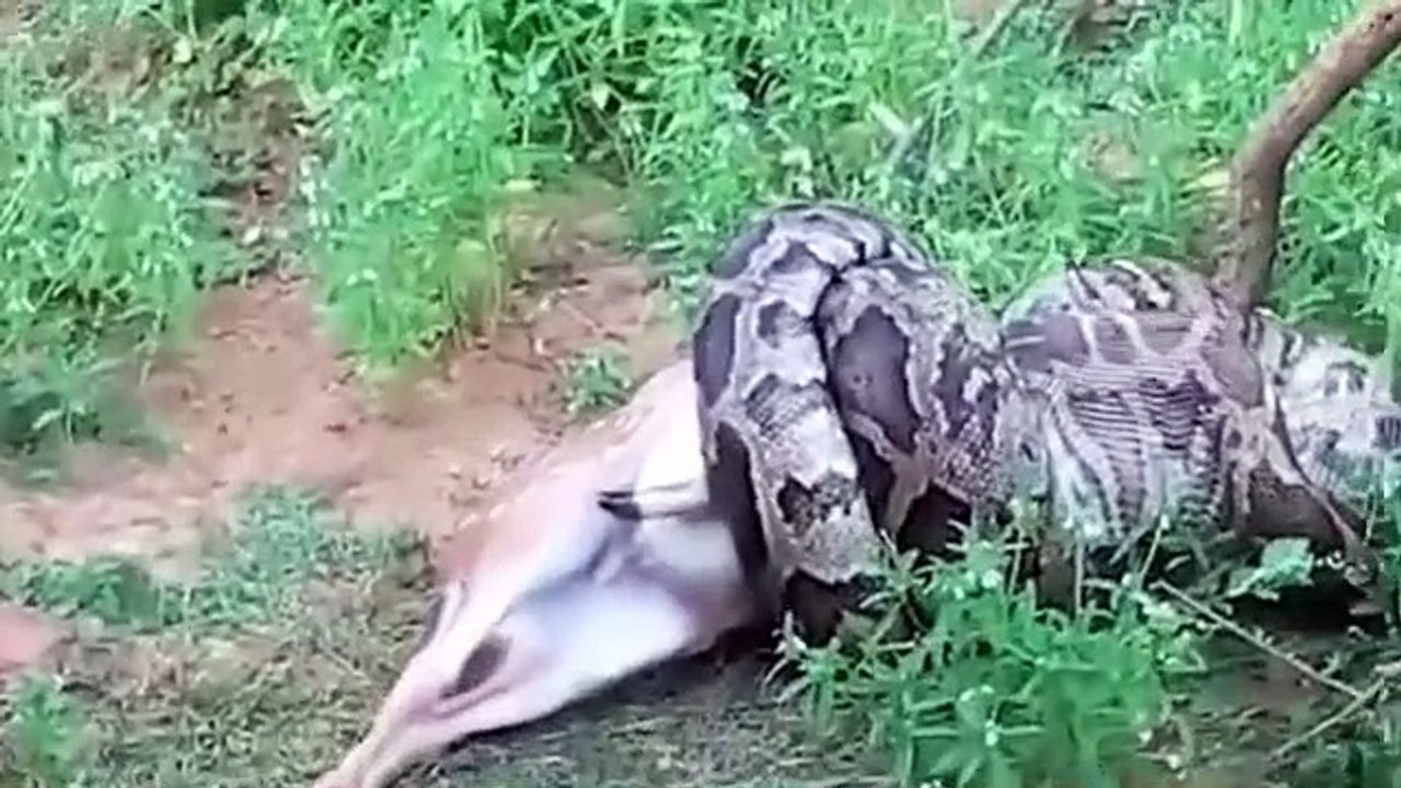 Un monstre Python de 4 mètre mange un cerf entier sous les yeux des touristes horrifiés! - vidéo Dailymotion