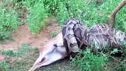 Un monstre Python de 4 mètre mange un cerf entier sous les yeux des touristes horrifiés! - vidéo Dailymotion