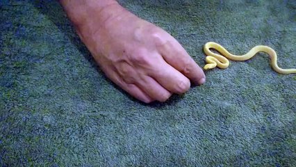 Un petit serpent avale un oeuf tout rond