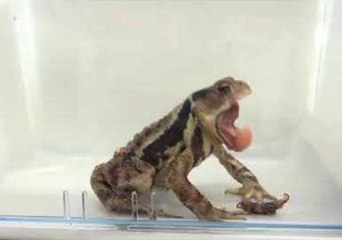 'Exploding Beetle' Gives Unfortunate Toad a Severe Case of Indigestion