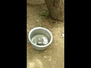 Milk comes from trees in Agra