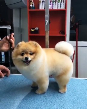 Toilettage d'un chien trop mignon en forme de bonbon !!