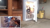 Malin et affamé ce chien ouvre le frigo et vole la pizza !