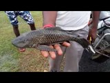 New Fish found near Galudih dam Jamshedpur