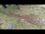 python eats nilgai at gonda of uttar pradesh