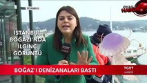 İstanbul Boğazı'nı Deniz Anası Bastı