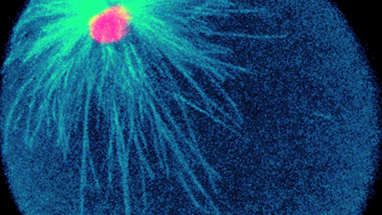 Ovocyte