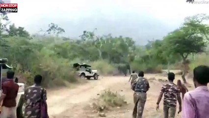 Des éléphants chargent un groupe d'hommes dans une réserve naturelle (vidéo)