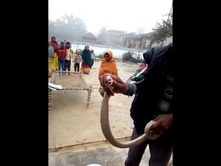 man grabs venomous snakes In Samastipur