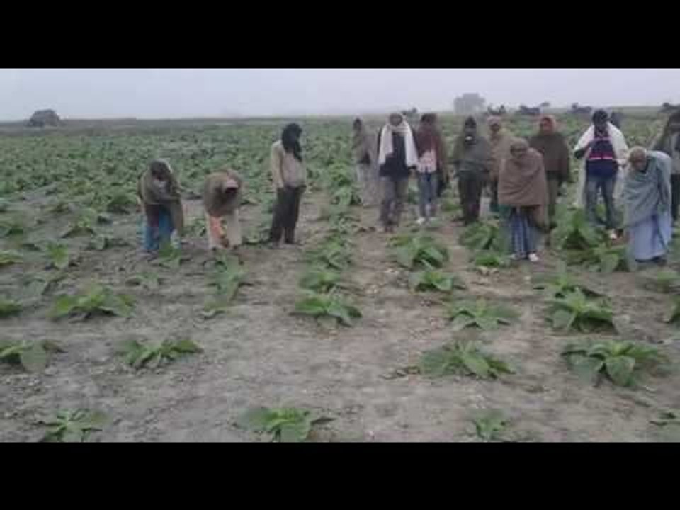 Put in field crop drying drug